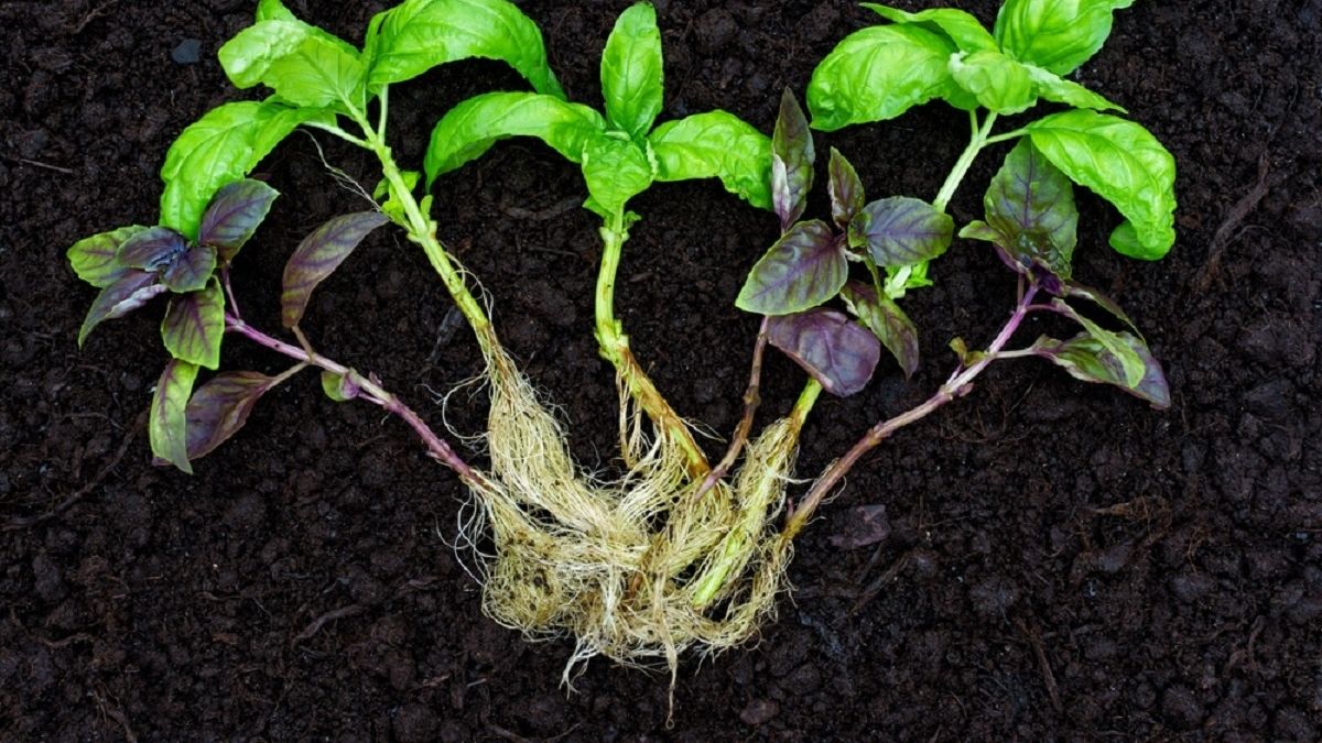 Jardín: el truco casero para que los esquejes de las plantas echen raíces rápido y estén llenas de flores