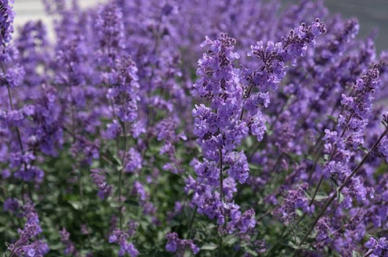 Incorporarla al día a día no requiere grandes conocimientos, solo el deseo de volver a lo simple y confiar en la sabiduría que la naturaleza ha cultivado durante siglos Foto: Créditos: IStock