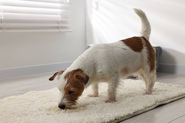 Adiós al olor a orina de perro.