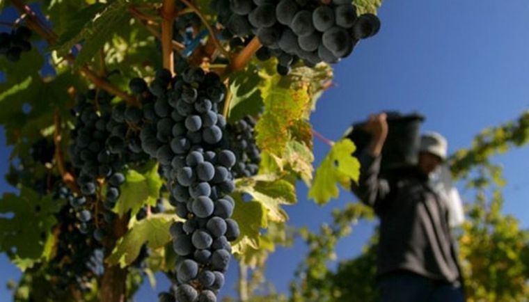 Quejas entre los productores por las elevadas sanciones por no cumplir con las normas. Foto: Archivo MDZ
