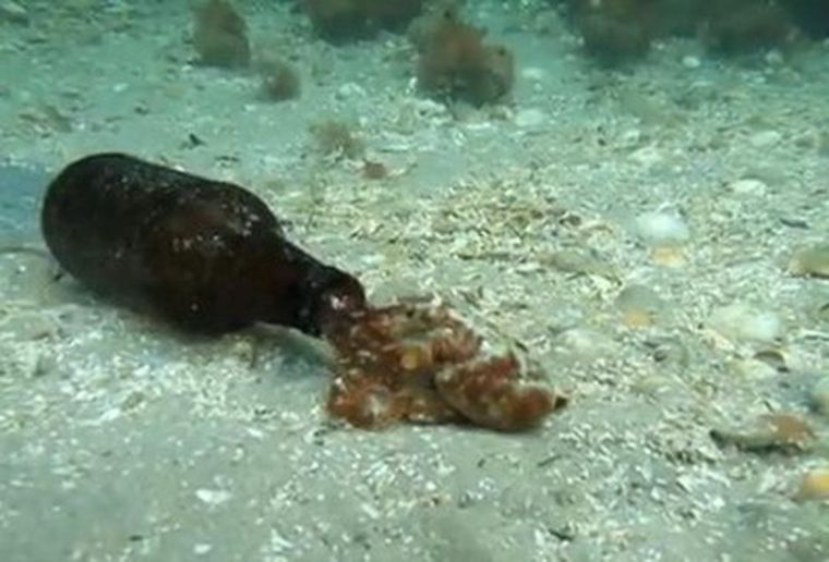 El pulpo da que hablar. Foto: Captura de video