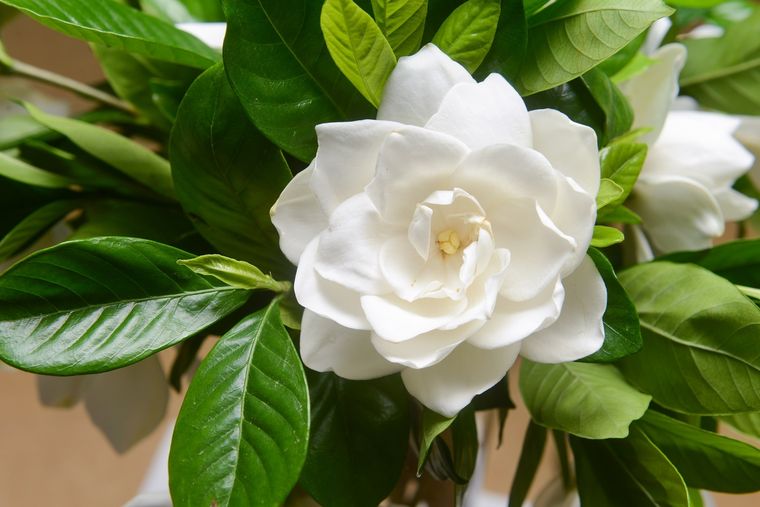 Una flor con un aroma exquisito. Foto: Fuente: Shutterstock