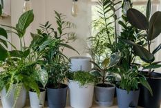 Jardín Cada planta lleva un estilo diferente a cada hogar Foto: Shutterstock