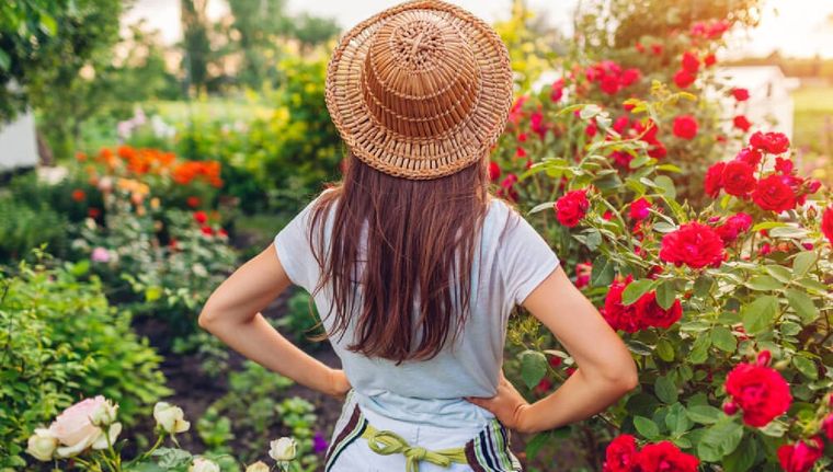 Cómo conservar tu jardín lejos de mosquitos y plagas (Shutterstock).