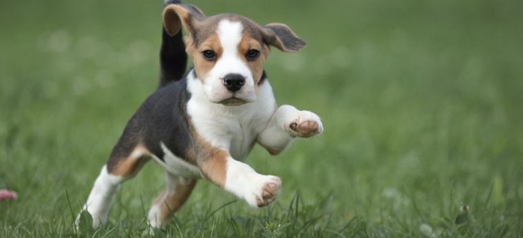 El Beagle, un perro sociable y siempre listo para jugar. Foto: Shutterstock El Beagle, un perro sociable y siempre listo para jugar. Foto: Shutterstock