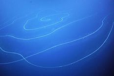 Los sifonóforos apenas alcanzan el grosor de un palo de escoba.