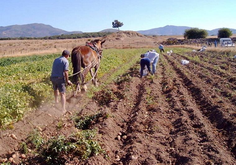 La papa fue un buen negocio en el 2007. Foto: web