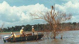 Miles de animales debieron ser rescatados cuando se inundó una vasta área para crear el embalse de la represa de Itaipú. Miles de animales debieron ser rescatados cuando se inundó una vasta área para crear el embalse de la represa de Itaipú.