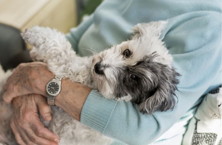 Mascotas Razas que mejor se llevan con los adultos mayores Foto: Shutterstock