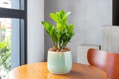 Zamioculca, fácil de reproducir. Foto: Shutterstock