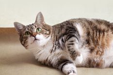 3 alimentos mortales para tu gato: no los debería ingerir nunca Te dejamos algunas opciones de alimentos que no deberías acercar a tu gato. Foto: Archivo