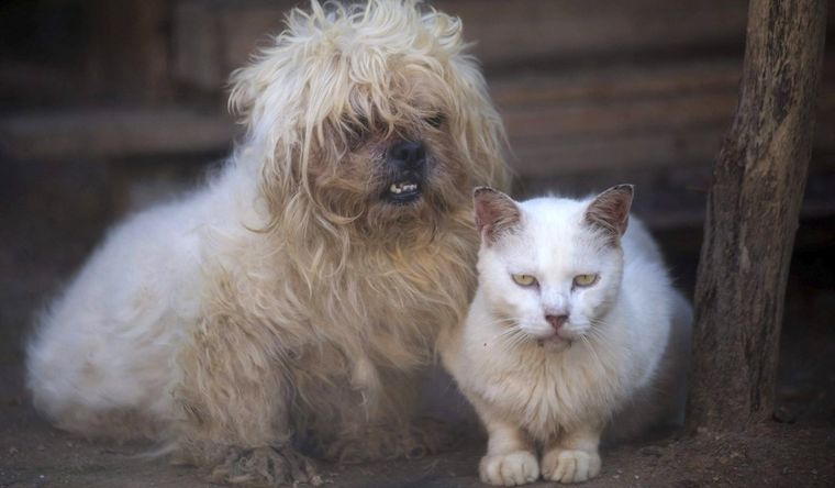 perro y gato Hay que vacunar a perros y gatos. Foto: Efe.