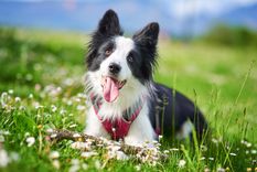 Este es un gran consejo para el cuidado de tu mascota Foto: SHUTTERSTOCK