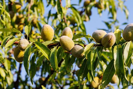 El almendro necesita un lugar con buena exposición al sol y un suelo que permita drenar correctamente el agua.