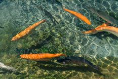 Tierra del Fuego derogó la ley que prohibía la cría de salmones