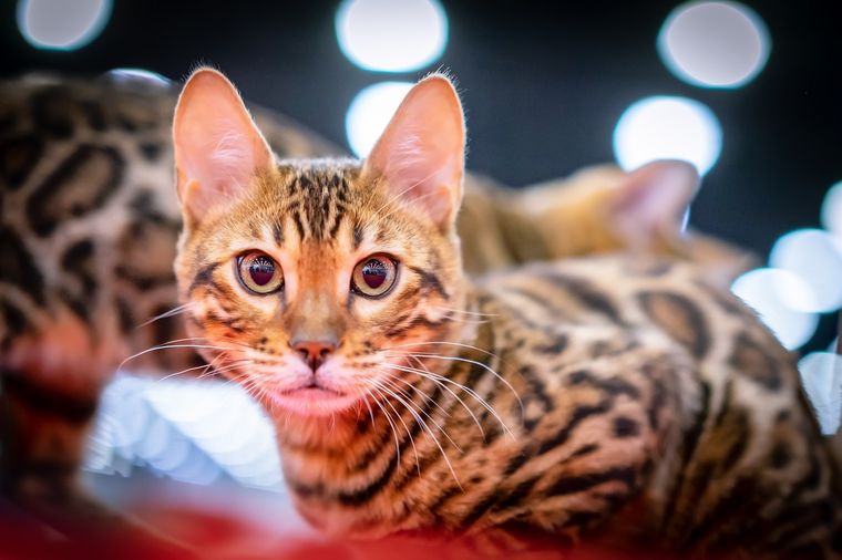 MASCOTAS LA RAZA ASHERA SE IMPUSO COMO LA MÁS COSTOSA. Foto: SHUTTERSTOCK