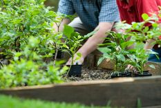El especialista en plantas de MDZ Radio brindó una serie de recomendaciones para preparar tu huerta en invierno. Foto: freepik
