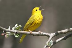 Pájaros cantores, en peligro en Estados Unidos. Foto: cityofagape.org