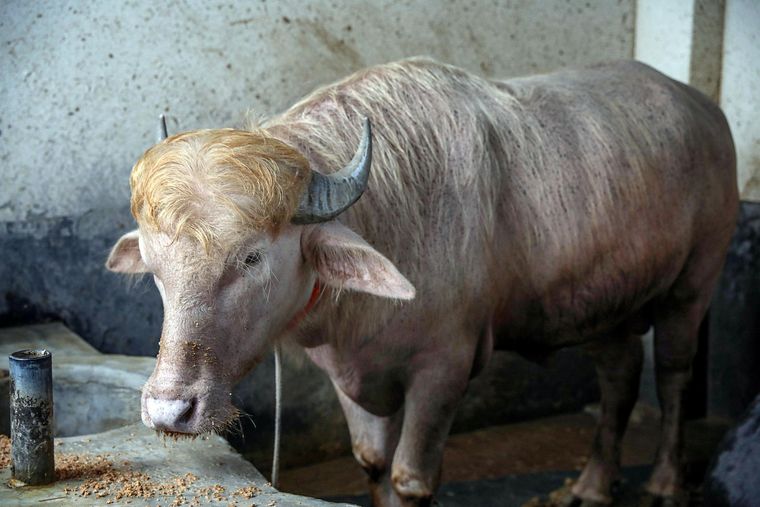 El animal se volvió furor por su El animal se volvió furor por su