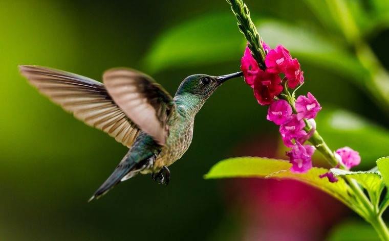 Ver un colibrí en el jardín es más que belleza: es conexión con la naturaleza y buena energía. Foto: Shutterstock