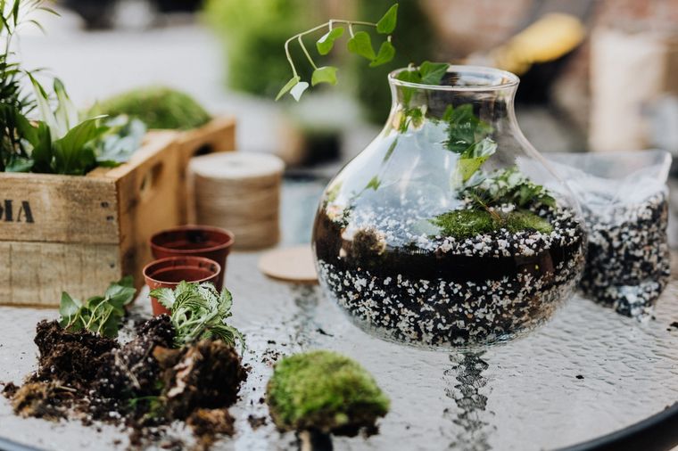Plantas Realizar un terrario en casa es súper sencillo Foto: Wunderstock