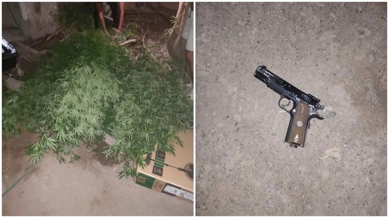 Las plantas de marihuana y el arma incautadas en la casa del Bebe, en 2024. Las plantas de marihuana y el arma incautadas en la casa del Bebe, en 2024.