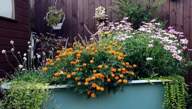 El jardín estará radiante con música para las plantas. Fuente: Shutterstock. El jardín estará radiante con música para las plantas. Fuente: Shutterstock.