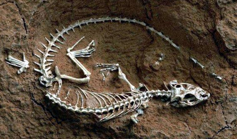 Los esqueletos lagartos se conservan excepcionalmente en el desierto. Foto: Dpa.