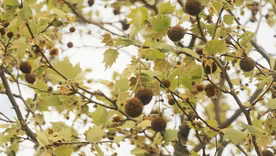El árbol de plátano se caracteriza por largar granos de polen que general alergias típicas de la primavera. El árbol de plátano se caracteriza por largar granos de polen que general alergias típicas de la primavera.