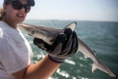 Biólogos marinos examinaron 13 tiburones en la costa de Río (Foto de archivo) Foto: GETTY IMAGES