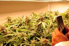 reglamentaron la ley que regula la industria del cannabis medicinal en mendoza reglamentaron la ley que regula la industria del cannabis medicinal en mendoza