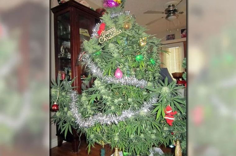 El árbol navideño de marihuana que fue encontrado por la policíua