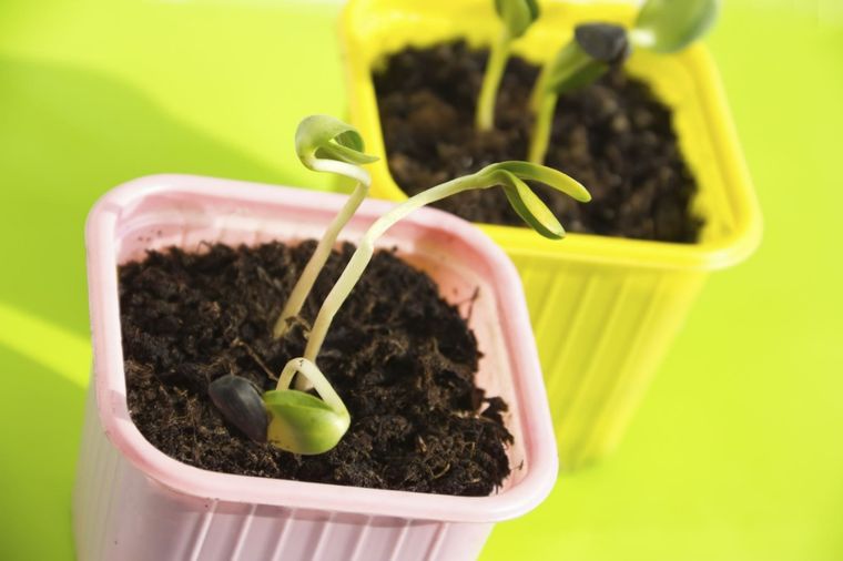 El yogur, como todo producto lácteo, tiene una fermentación óptima para las plantas y la tierra. Foto: Pinterest - Ecocosas