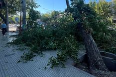 Las grandes raíces también provocaron que las veredas se levantaran. Foto: Aldana Navarrete