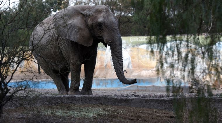 Tamy será trasladada a Brasil Foto: MDZ. Tamy será trasladada a Brasil Foto: MDZ.