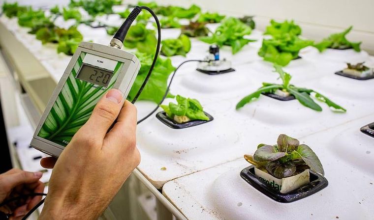 Las luces LED de distintos colores permiten moldear qué compuestos produce la planta.