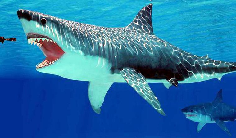 El megalodón vivió en la prehistoria del planeta Tierra. Foto: Dpa.