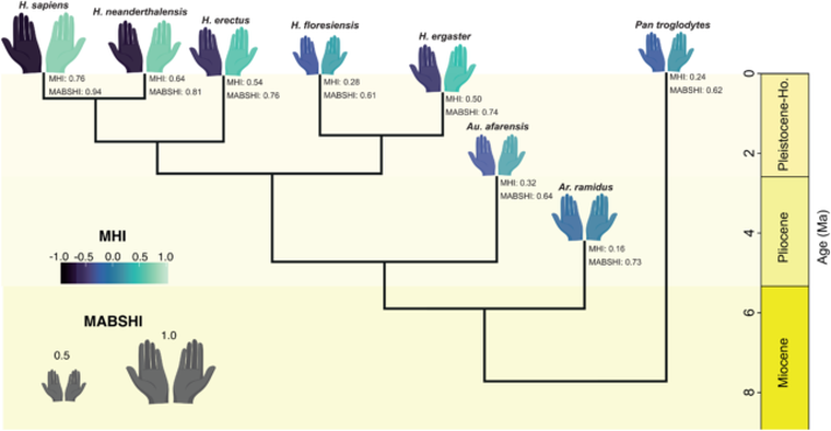 El gráfico compara la preferencia manual de distintas especies y antepasados humanos, y muestra cómo el bipedismo y el aumento del cerebro pudieron influir en que hoy la mayoría de las personas sea diestra. El gráfico compara la preferencia manual de distintas especies y antepasados humanos, y muestra cómo el bipedismo y el aumento del cerebro pudieron influir en que hoy la mayoría de las personas sea diestra.