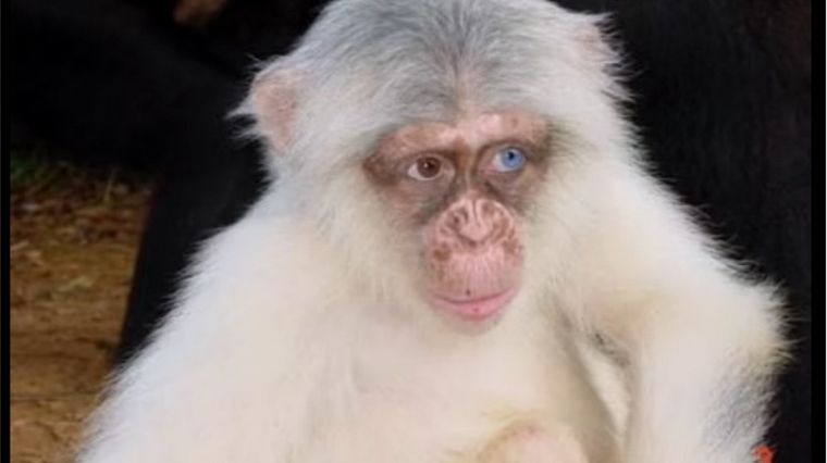 Los chimpancés albinos no habían sido registrados en estado salvaje. Foto: Maureensblog.