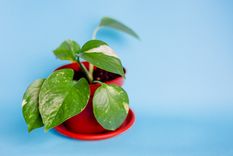Potus Una planta que todos tienen que tener. Foto: Fuente: Shutterstock