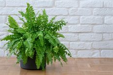 Ideal para purificar el ambiente Foto: Fuente: Shutterstock