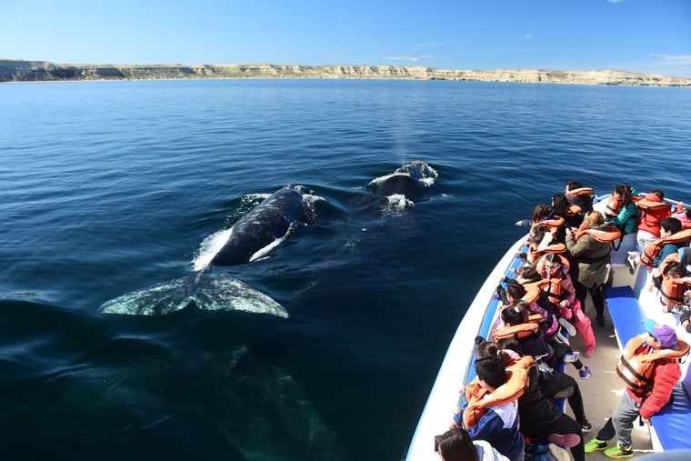 La Municipalidad de Puerto Madryn informó que, durante un nuevo censo aéreo de ballenas franca Austral, se contabilizaron 2.110 ejemplares, lo que marca un récord histórico.