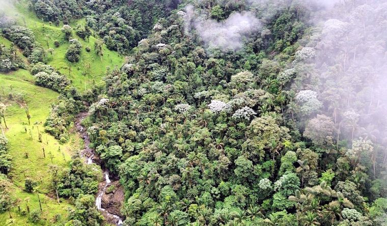 Imagen aérea de tierras de cultivo para ganado lechero junto a una zona de bosque sobreviviente. Foto: DPA