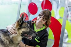 Uno de cada 500 perros y gatos desarrollan diabetes. Foto: MSD Salud Animal