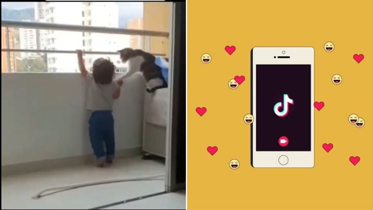 TikTok, video viral, gato