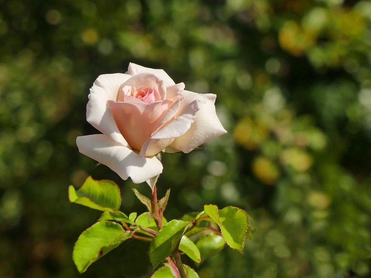JARDÍN LAS ROSAS SON UNA DE LAS PLANTAS MÁS BELLAS. Foto: Wunderstock