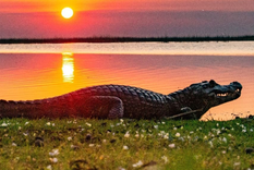 La Argentina ostenta una serie de destinos que cumplen con todos los estándares de cuidado del medio ambiente. Foto: Facebook Parque Nacional Iberá