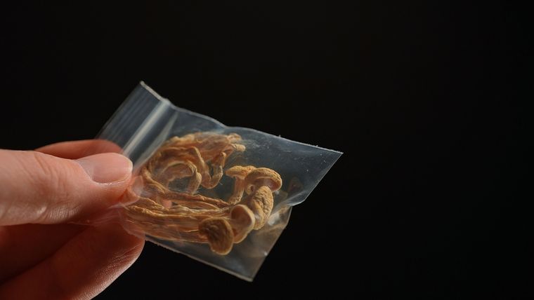 Estos hongos contienen sustancias psicoactivas como la&nbsp;psilocibina.