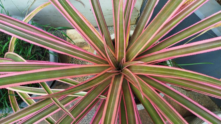 Drácena, ideal para el interior. Foto: SHUTTERSTOCK