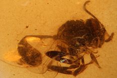El descubrimiento de una nueva especie de avispa fósil sorprende a los científicos. Foto Dpa